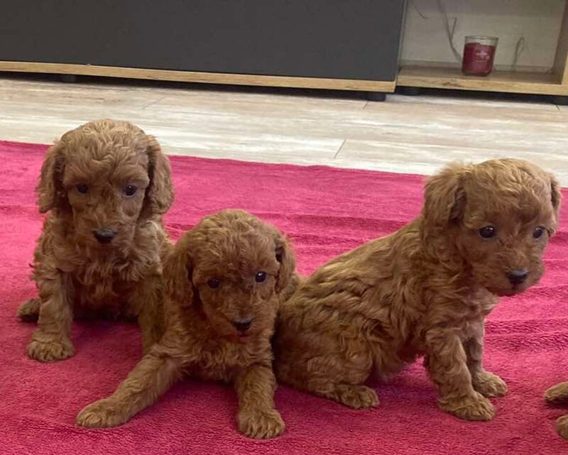 Pudel-poodle-caniche