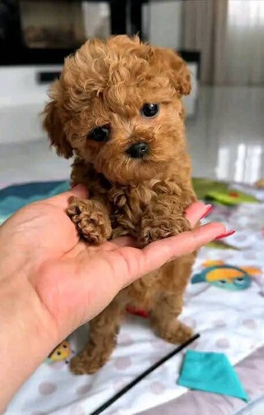 Pudel-poodle-caniche