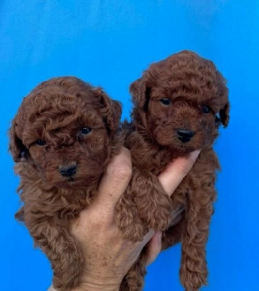 Pudel-poodle-caniche
