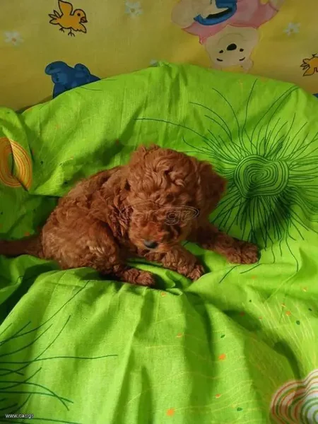 Pudel-poodle-caniche