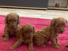 Pudel-poodle-caniche