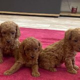 Pudel-poodle-caniche
