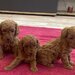Pudel-poodle-caniche