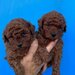 Pudel-poodle-caniche
